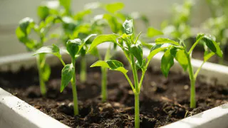 Только в эти дни: Когда высаживать перец на рассаду в феврале - советы агронома