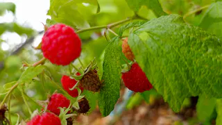 Варю малиновое варенье с тёмным шоколадом: подглядела у соседки по даче и закрутила 10 банок  - семья просит еще