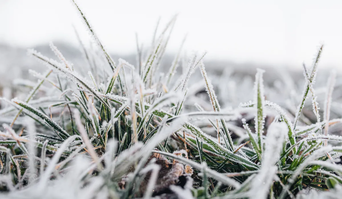 Весенние заморозки 2025 года: как защитить растения в саду