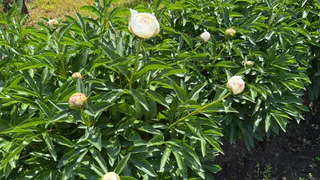 Этот многолетник цветет в любом месте до 20 лет: спокойно живёт в тени и на солнце