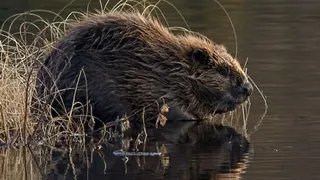 Бобры в Татарстане затопили целую деревню