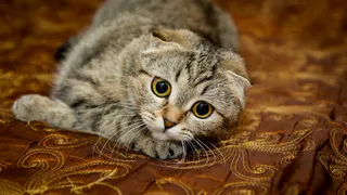 Мартовские коты атакуют: подборка пушистых любимцев читателей ПРО Города