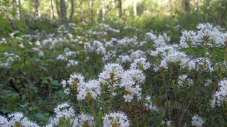 Внимание жителей Владимирской области: цветение багульника может быть опасным для здоровья