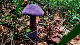 В Рязанской области в лесу обнаружили редкий фиолетовый гриб