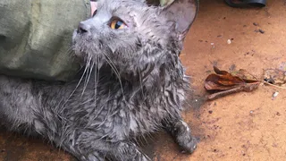 Минутка доброты: в Пермском крае пожарные спасли беременную кошку из горящего дома