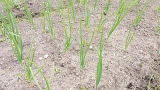 Для увеличения луковиц чесноку — обязательно: смешиваем 3 ингредиента — и головки размером с кружку