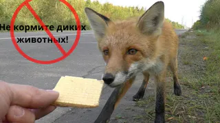 С начала 2025 года во Владимирской области выявлены девять очагов бешенства у животных