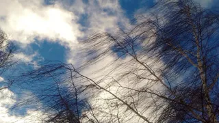 МЧС Рязанской области предупредило о сильном ветре 8 и 9 мая