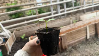 Вот почему моя рассада томатов не вытягивается: знаю 3 секрета крепкой рассады - растет как бурьян 