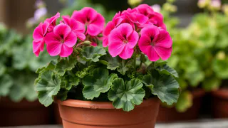 Капля в воду в июне — и даже "лысая" герань покроется цветочными облаками: будет цвести круглый год без перерыва