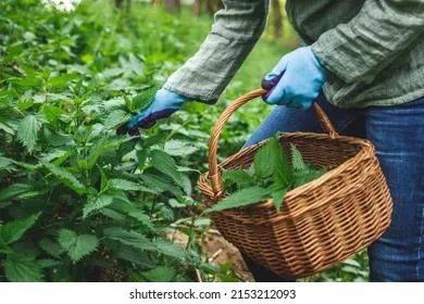 Приметы и запреты на 11 июля: крапива правит бал