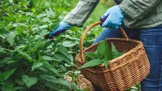 Приметы и запреты на 11 июля: крапива правит бал