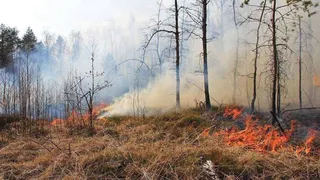 Площадь лесных пожаров в Рязанской области превысила 17,5 тыс. га