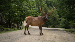 Три лося погибли в результате ДТП в Пензе и окрестностях