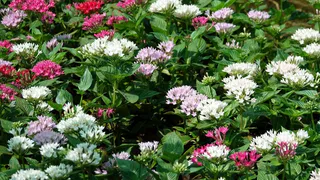 Более 700 тысяч цветов высадят в клумбах Магнитогорска