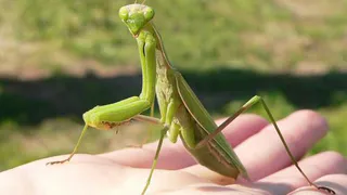 В Нижнекамске все чаще встречаются богомолы