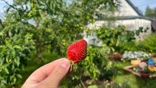 В Краснодар на сбор клубники: сколько падает на карту за 8 часов под палящим солнцем - отчет