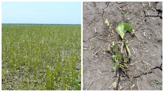 Больше половины погибло: град побил рязанские посевы