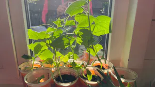 Рассаду огурцов губят 3 ошибки, о которых я узнала на собственном опыте — больше никогда их не допускаю