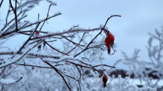 «Январь обещает быть аномальным». Синоптики сказали чего ожидать