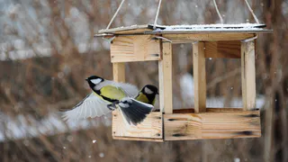 Как каждый житель Коми может помочь пережить зиму пернатым