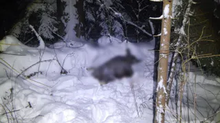 В Камешковском районе задержали мужчину за незаконный отстрел лося