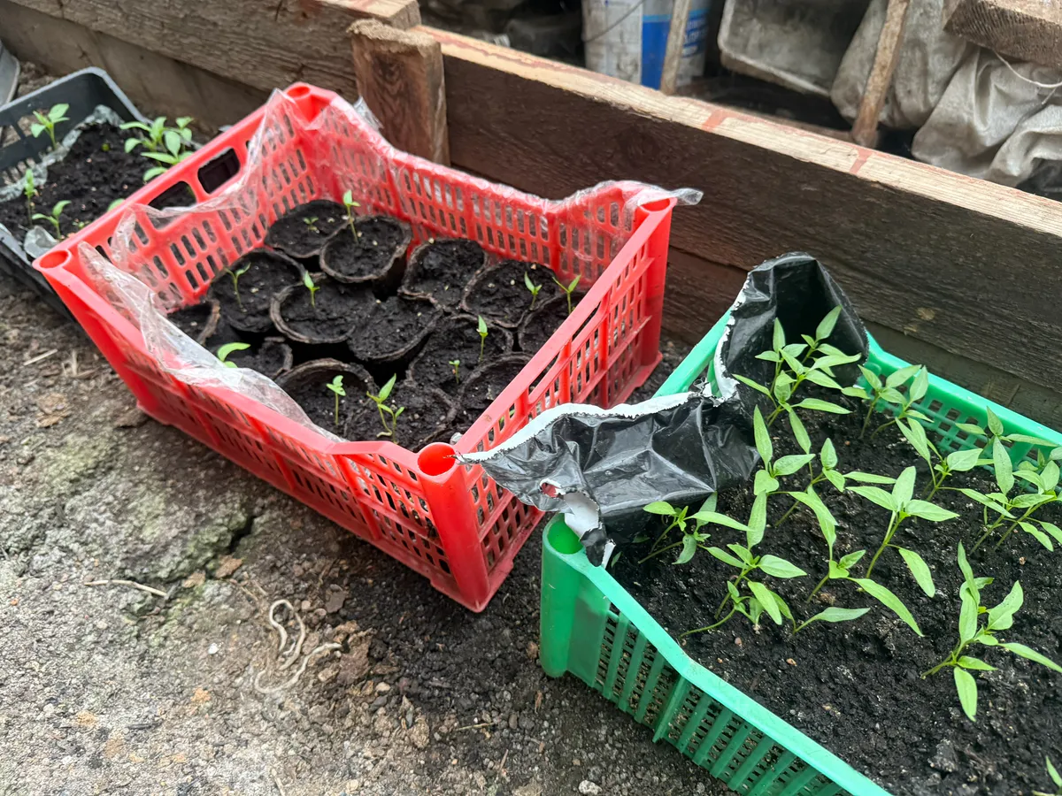 Когда сеять перец на рассаду в 2026 году, чтобы не остаться без урожая: точные сроки и лунный календарь