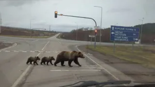 Искусственный интеллект ввел в заблуждение жителей Нижнекамска