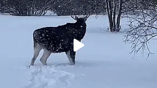 Лось возвращен в дикий мир: операция минлесхоза в Заречном завершена успешно