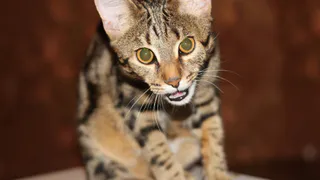 Мартовский кот: Толстый, Феликс, Кирилл и другие звери читателей Pro Города