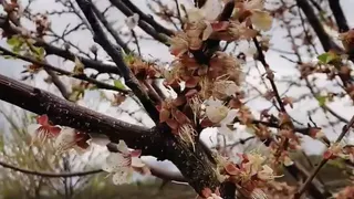 В Суздальском районе цветет один из крупнейших в области промышленный яблоневый сад