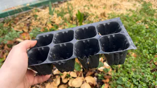 Высеиваю семена эустомы на снег в конце ноября. Коллеги не верят - а у меня 70% всхожести