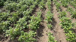 Ежегодно окучиваю картошку — рассказала всем соседям и друзьям, как собирать урожай вёдрами