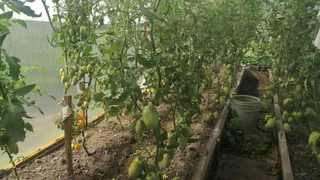 Сажаю рассаду помидоров в теплице так — собираю по 6 кг с куста: совет от Петра Ломоноса