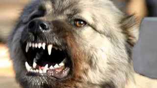 Жесть: в Нижнекамске собака откусила мальчику часть уха