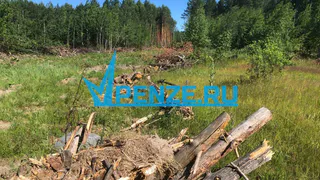 Памятник природы под топор и бензопилу: Пензенский суд принял сторону владельцев участков коттеджного поселка в Ахунах