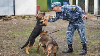 На службу в полиции во Владимир прибыли трое щенков немецкой овчарки