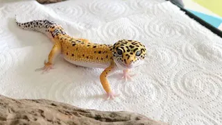 Новые обитатели появились в нижнекамском эколого‑биологическом центре