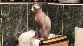 Конкурс "Мартовский кот": выиграй подарок для своего зверя