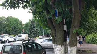 На Мичурина знак платной парковки спрятан за деревьями