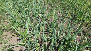 Химию — на помойку: готовлю природный инсектицид для лука из пряностей — вредителям смелости не хватит приблизиться к моим грядкам