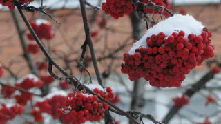Погода  в Рязани на последнюю неделю года: средний мороз, и не такое переживали