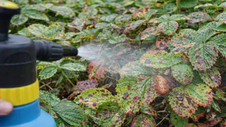 Листья клубники покрылись коричневыми пятнами – вот откуда берётся бурая пятнистость и как её остановить