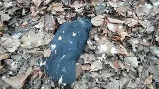 Орловская лаборатория исследовала погибших птиц, но информацию рязанцы так и не получили