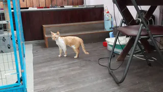 Выставка кошек в Рязани: почему люди переживают за судьбу животных