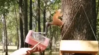 Гости из Москвы: в сасовский городской парк заселили белок