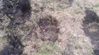 На севере Вязниковского района заметили присутствие бурых медведей