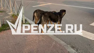 8-летней девочке из Лунино, которую покусала собака, выплатят 40 тысяч рублей