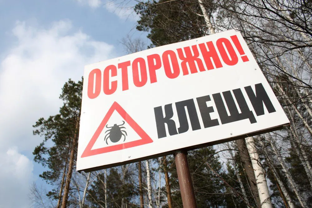 67 нижнекамцев обратились в травмпункт из-за укусов клещей