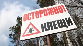 67 нижнекамцев обратились в травмпункт из-за укусов клещей